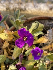 Aubrieta deltoidea
