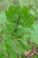 Aceria pseudoplatani