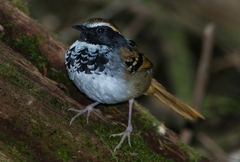 Myrmoderus loricatus