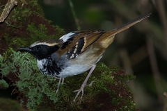 Myrmoderus loricatus