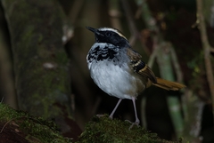 Myrmoderus loricatus