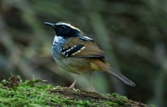 Myrmoderus loricatus