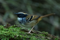 Myrmoderus loricatus