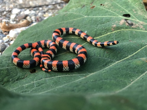Photo of a Black-banded Snake (Scolecophis atrocinctus)