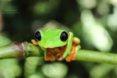 Agalychnis moreletii