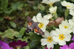 Macroglossum stellatarum