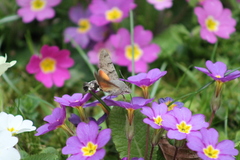 Macroglossum stellatarum