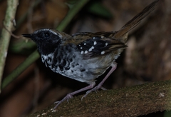 Myrmoderus squamosus