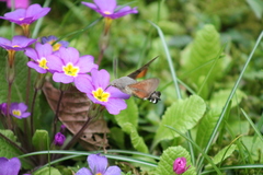 Macroglossum stellatarum