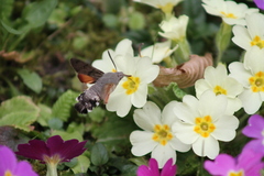 Macroglossum stellatarum