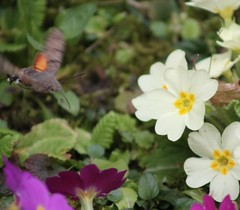 Macroglossum stellatarum