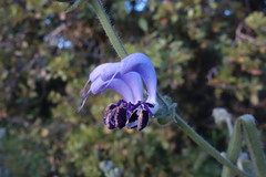 Salvia indica