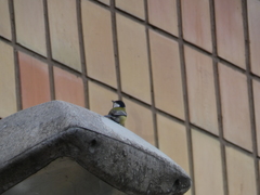 Parus major