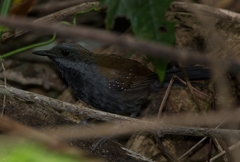 Myrmophylax atrothorax