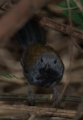 Myrmophylax atrothorax