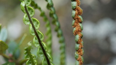 Melpomene moniliformis