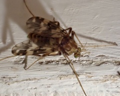 Psectrotanypus varius