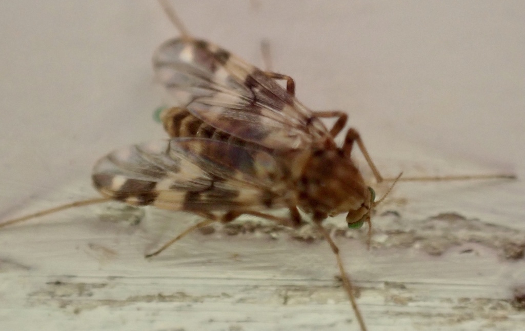 Psectrotanypus varius