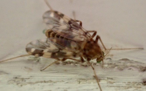 Psectrotanypus varius