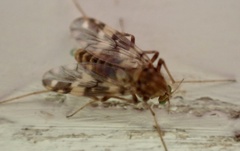 Psectrotanypus varius