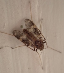 Psectrotanypus varius