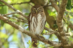 Ferruginous Pygmy-Owl photo 3