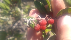 Comarostaphylis diversifolia planifolia