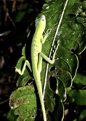Anolis purpurescens