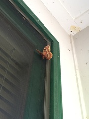 Callosamia angulifera