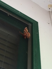 Callosamia angulifera