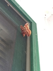 Callosamia angulifera