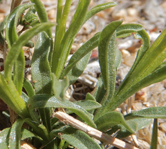 Pectis angustifolia