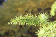 Larix decidua