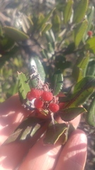 Comarostaphylis diversifolia planifolia