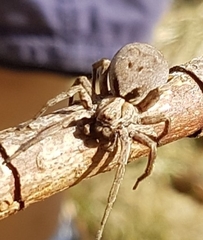Alopecosa inquilina