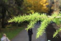 Larix decidua