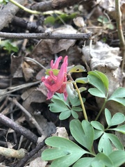 Corydalis solida
