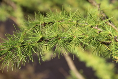 Larix decidua