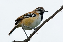 Myrmorchilus strigilatus