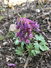 Corydalis solida