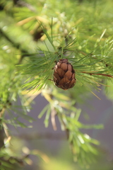 Larix decidua