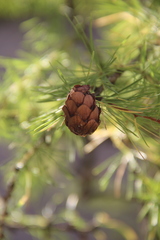 Larix decidua