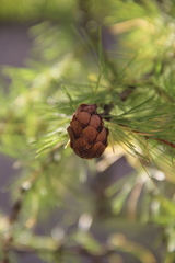 Larix decidua