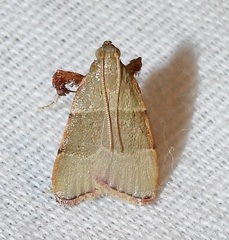 Basacallis tarachodes