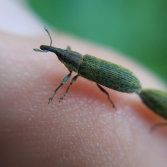 Epimeces