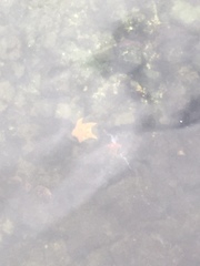 Dermasterias imbricata