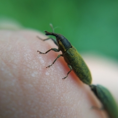 Epimeces