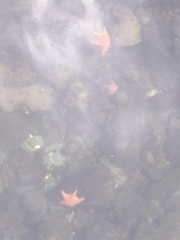 Dermasterias imbricata