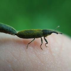 Epimeces
