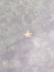 Dermasterias imbricata